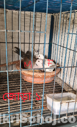 ঘুঘু